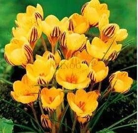Rare 20 pcs/Bag Many Varieties Saffron Flores Saffron Flower plantas Saffron Crocus