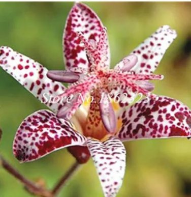 Rare 100 pcs/Bag, Imported Toad Lily Plant Outdoor Charming Perennial Bonsai