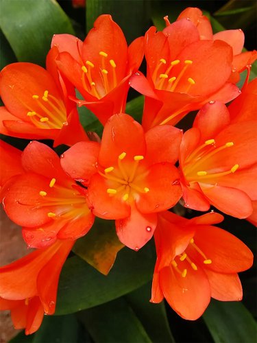 Rare 100 Clivia Seeds, Orange