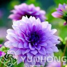 Rare 50 pcs/Bag Dahlia Flower Seed Mexico's National Flower Garden Plants