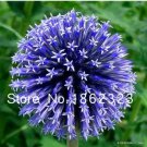 Rare 100 Pcs Rare Color Giant Allium Giganteum Beautiful Flower Seed