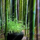 Rare 20 PCS Perennial Bamboo Plant Fresh Giant Mixed Moso Bambu Plant