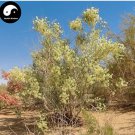 Rare Sand Calligonum Tree Semente 100 pcs Plant Desert Calligonum Mongolicum
