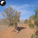 Rare Haloxylon Ammodendron Tree Semente 100 pcs Plant Desert Tree Haloxylon