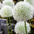 Rare 100 Pcs Rare Color Giant Allium Giganteum Beautiful Flower