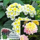 Rare 20 pcs/Pack Hot Sale 24 Color Lantana Camara Perennial Big Wild Sage Garden Flower