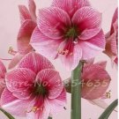 Rare 50 Pcs Exotic Amaryllis Seeds,Barbados Lily Potted Seed