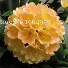 Rare 100 Pcs Clivia Miniata Bonsai Gorgeous Rare Bush Kefir Lily Flower Decorative