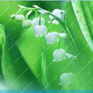 Rare 100 Pcs Lily of The Valley Flower Bell Orchid Rich Aroma Bonsai Flower