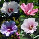 Rare 100 pcs Hibiscus syriacus, Althaea, Rose Mallow Ketmie, Hardy Shrub