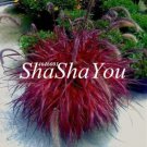 Rare 200 Half-Hardy Perennial Fountain Grass Pennisetum Setaceum Fireworks Bonsai