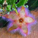 Rare 200  Stapelia Pulchella Bonsai Lithops Mix Succulents