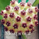 Rare 100 Pcs Flower Bonsai Hoya Kerrii Bonsai (December Orchid)