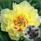 Rare 20 PCS Rare Chinese Peony Seeds - Bright Yellow Double Flowers