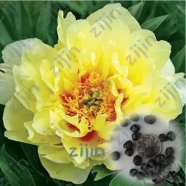 Rare 20 PCS Rare Chinese Peony Seeds - Bright Yellow Double Flowers