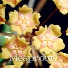Rare 100 Pcs Flower Bonsai Hoya Kerrii Bonsai (December Orchid)