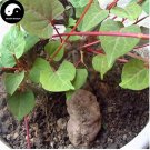 Rare Polygonum Multiflorum Semente 50pcs Plant Herb He Shou Wu for Fo-Ti
