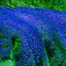 Rare 100 pcs/bag Creeping Thyme Bonsai or Blue Rock CRESS Garden