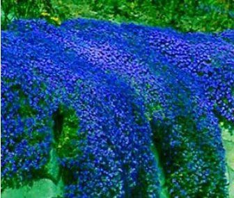 Rare 100 pcs/bag Creeping Thyme Bonsai or Blue Rock CRESS Garden