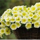 Rare 200 pcs Petunia Bonsai Four Seasons Can Be Planted Perennial Flowers