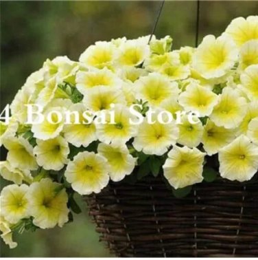 Rare 200 pcs Petunia Bonsai Four Seasons Can Be Planted Perennial Flowers