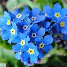 Rare 50 Pcs/Bag Rare Myosotis Silvatica Bonsai Home Garden Flowers