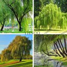 Rare Salix babylonica, Giant Tree,Willow Tree Bonsai, Green Plant 100 seeds