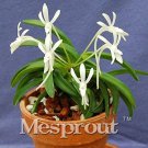 Rare Neofinetia Falcata Bonsai Rich Aroma Bonsai Flower Plant Neofinetia falcata 100 Particles/lot