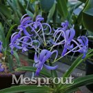 Rare Neofinetia Falcata Bonsai Rich Aroma Bonsai Flower Plant Neofinetia falcata 100 Particles/lot