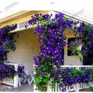 Rare 100 Clematis Plants Real Rare Clematis Plant Outdoor Plant Natural Growth