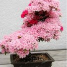 Rare 10PCS Bonsai Tree Japanese Sakura Bonsai Rare Japanese Cherry Blossoms Flowers