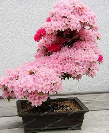 Rare 10PCS Bonsai Tree Japanese Sakura Bonsai Rare Japanese Cherry Blossoms Flowers