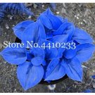 Rare 100 Pcs/Bag Bonsai Hosta Plants, Perennials Jardin Lily Flower