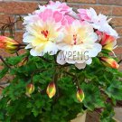 Rare Geranium White Pink Double Flowers Plant, 100 pcs/Pack
