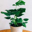 Rare 100 pcs/bag 12kinds Mix Philodendron Bonsai, Vine Leaf, Indoor Plants