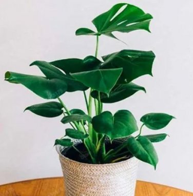 Rare 100 pcs/bag 12kinds Mix Philodendron Bonsai, Vine Leaf, Indoor Plants