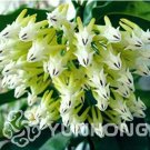 Rare 100 Pcs/Bag Hoya Seeds Rare Rocket Hoya Flower Seeds