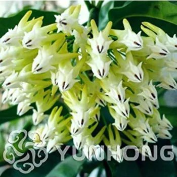 Rare 100 Pcs/Bag Hoya Seeds Rare Rocket Hoya Flower Seeds