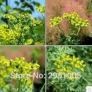Rare 10pcs/lot Rue Lithuanian Flowers, can Drive Flies, Vanilla Flowers