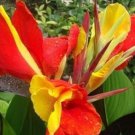 Rare 10 Pcs/Pack Canna Seeds Plants Indoor Outdoor Pot Flower Seed