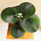 Rare 10Pcs/Bag Palm Bonsai Plant Perennial Purification Air Palm Tree Family