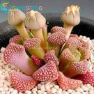 Rare 300 pcs Succulents Flower Plants Beautiful Rare planta