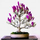 Rare 30 pcs/Bag Mini Magnolia Bonsai, Beautiful Flower