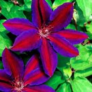Rare 22 Colored Clematis Plants Real Rare Clematis Plant Outdoor Plant Natural