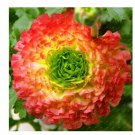 Rare 100 Pieces/Bag New Fresh Scabiosa Flower