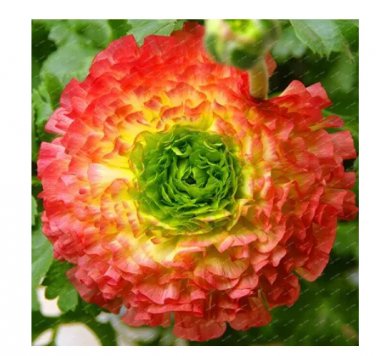 Rare 100 Pieces/Bag New Fresh Scabiosa Flower
