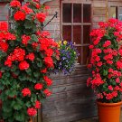 Rare 100 pcs Climbing Geranium, Red