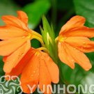 Rare 100 Pcs A Pack Rare Crossandra Infundibuliformis Grow lings Bonsai Crossandra