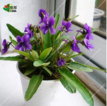 Rare 100 pcs/pack Chinese Violet Seeds Beautiful herba violae Flower Seeds