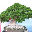 Rare 50 pcs/Bag,Araucaria Bonsai, Bonsai,Tree